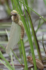 Somatochlora semicircularis