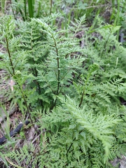 Cheilanthes austrotenuifolia