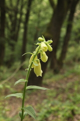 Digitalis grandiflora