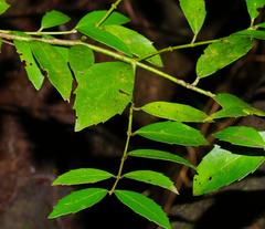 Atherosperma moschatum