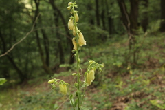 Digitalis grandiflora