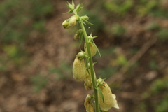 Digitalis grandiflora