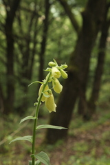 Digitalis grandiflora