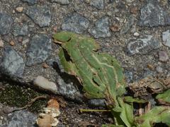 Phytomyza plantaginis