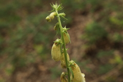 Digitalis grandiflora