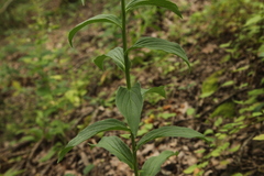 Digitalis grandiflora