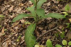 Digitalis grandiflora