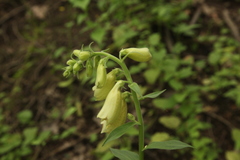 Digitalis grandiflora