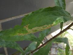 Phytomyza solidaginis