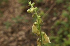 Digitalis grandiflora