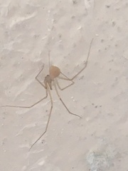 Spermophora senoculata