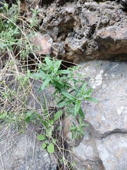 Wahlenbergia stricta