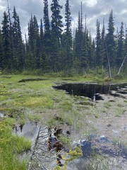 Somatochlora semicircularis