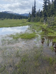 Somatochlora semicircularis