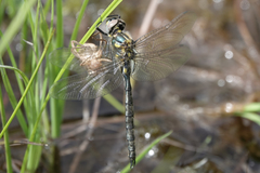 Somatochlora semicircularis