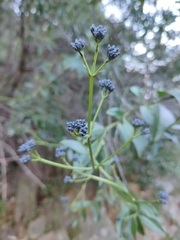 Logania saxatilis