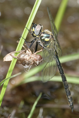 Somatochlora semicircularis
