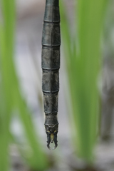 Somatochlora semicircularis