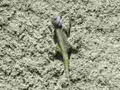 Acanthocercus atricollis