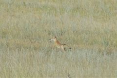 Vulpes corsac