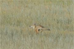 Vulpes corsac