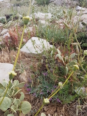 Sideritis libanotica