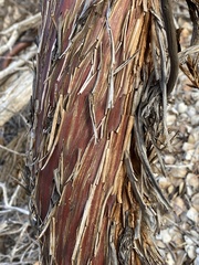 Eucalyptus orbifolia