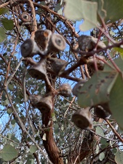 Eucalyptus orbifolia