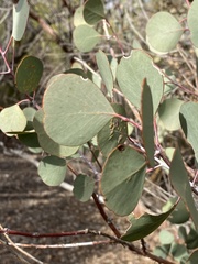 Eucalyptus orbifolia