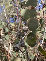 Eucalyptus orbifolia