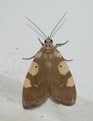Sommeria aganais