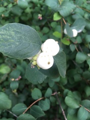 Symphoricarpos albus