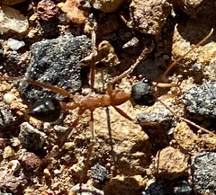 Myrmecia desertorum