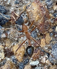 Myrmecia desertorum