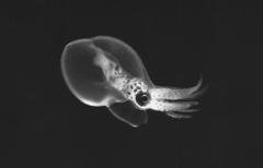 Enteroctopus dofleini image