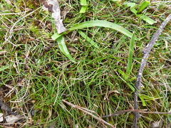 Schoenus breviculmis