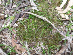 Schoenus breviculmis