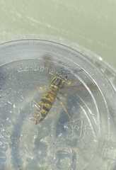 Vespula sulphurea