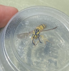 Vespula sulphurea