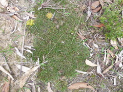 Schoenus breviculmis