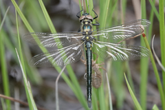 Somatochlora semicircularis
