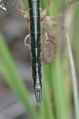 Somatochlora semicircularis