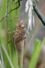 Somatochlora semicircularis