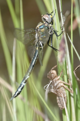 Somatochlora semicircularis