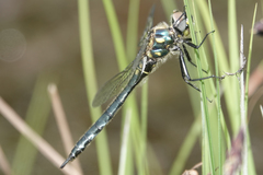 Somatochlora semicircularis
