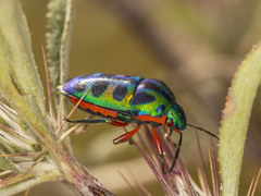 Calidea dregii