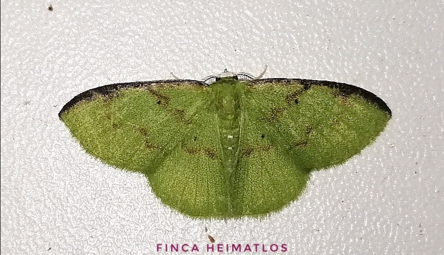 Tachyphyle costiscripta