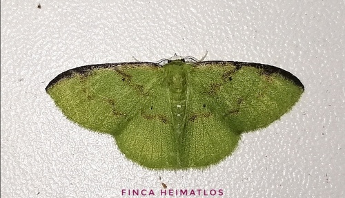 Tachyphyle costiscripta