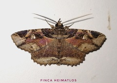 Peteroma denticulata