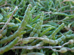 Salicornia tegetaria